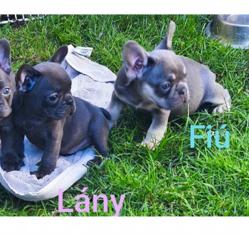 Francia bulldog kiskutyák