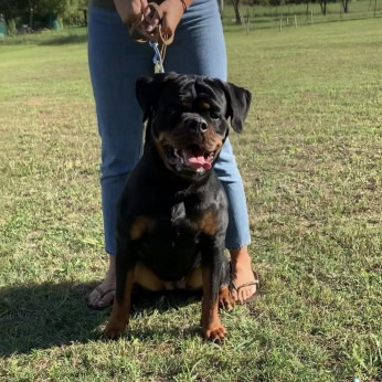 Rottweiler kölykök, alom