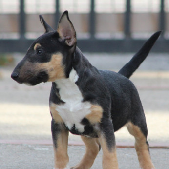 Mini Bull Terrier Kölyökkutyák
