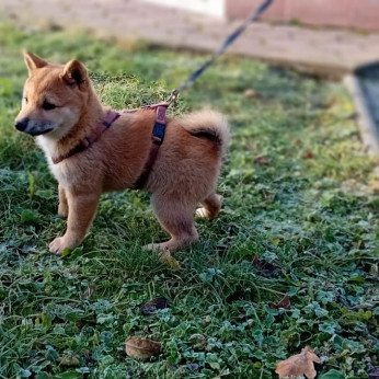 Shiba inu kiskutya
