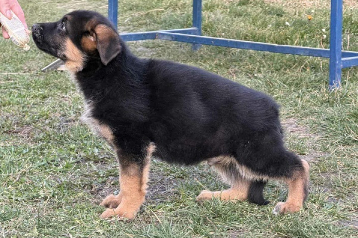 NÉMET JUHÁSZ kölykök