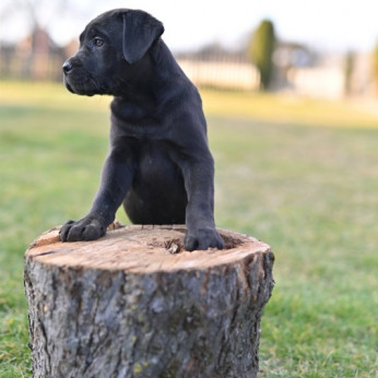 Cane Corso kiskutyák eladók