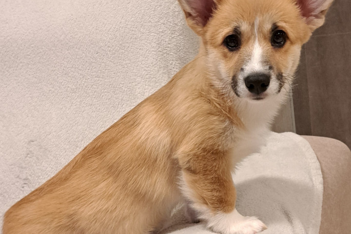 Törzskönyves Welsh Corgi Pembroke kiskutya