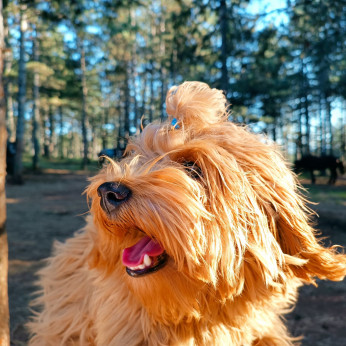 Havanese Bichon hím tenyészthető