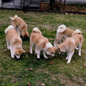 Japán Akita Inu kiskutyák