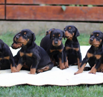 Doberman kölykök