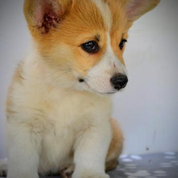 Walesi Corgi Pembroke kiskutyák eladók