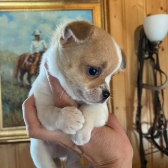 Mini Chihuahua babák gazdit keresnek